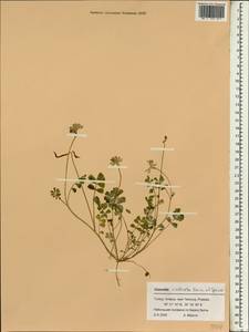 Securigera parviflora (Desv.)Lassen, Зарубежная Азия (ASIA) (Турция)