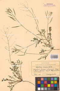 Двурядка стенная (L.) DC., Восточная Европа, Молдавия (E13a) (Молдавия)