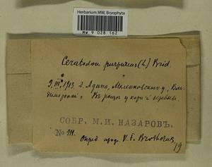 Ceratodon purpureus (Hedw.) Brid., Гербарий мохообразных, Мхи - Центральное Нечерноземье (B6) (Россия)