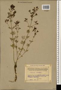 Дубровник восточный L., Кавказ, Армения (K5) (Армения)