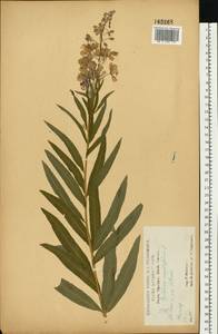 Иван-чай узколистный (L.) Scop., Восточная Европа, Центральный лесостепной район (E6) (Россия)