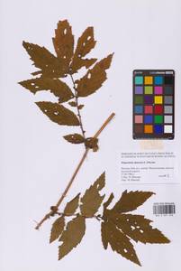 Таволга вязолистная (L.) Maxim., Восточная Европа, Московская область и Москва (E4a) (Россия)