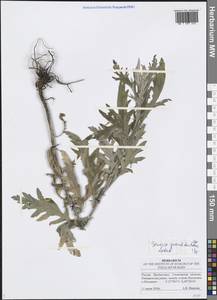 Jacobaea erucifolia subsp. grandidentata (Ledeb.) V. V. Fateryga & Fateryga, Восточная Европа, Средневолжский район (E8) (Россия)