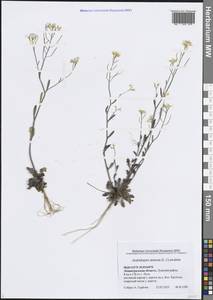 Резушка песчаная, Резуховидка песчаная, Восточная Европа, Северо-Западный район (E2) (Россия)