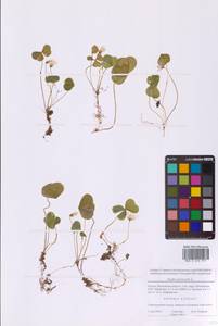 Кислица обыкновенная L., Восточная Европа, Московская область и Москва (E4a) (Россия)