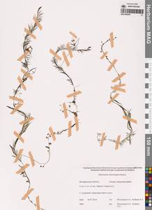 Пузырчатка средняя  Hayne, Сибирь, Чукотка и Камчатка (S7) (Россия)