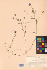 Фиалка трехцветная, Анютины глазки L., Восточная Европа, Московская область и Москва (E4a) (Россия)