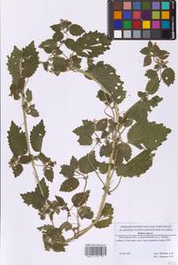 Белокудренник черный L., Восточная Европа, Московская область и Москва (E4a) (Россия)