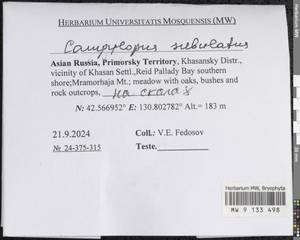 Campylopus subulatus Schimp. ex Milde, Гербарий мохообразных, Мхи - Дальний Восток (без Чукотки и Камчатки) (B20) (Россия)