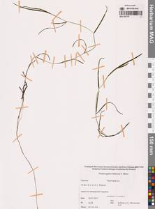 Рдест сибирский A.Benn., Сибирь, Чукотка и Камчатка (S7) (Россия)