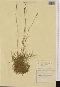 Dianthus petraeus Waldst. & Kit., Западная Европа (EUR)