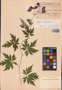 Борец пестрый L., Восточная Европа, Западно-Украинский район (E13) (Украина)