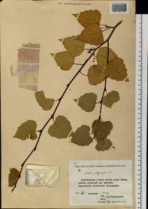 Betula pendula subsp. mandshurica (Regel) Ashburner & McAll., Сибирь, Якутия (S5) (Россия)