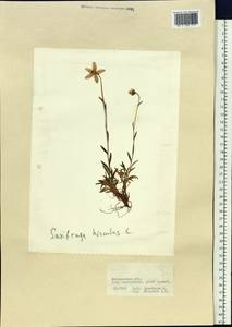 Камнеломка болотная L., Сибирь, Чукотка и Камчатка (S7) (Россия)