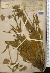 Lomelosia alpestris (Kar. & Kir.) Soják, Средняя Азия и Казахстан, Памир и Памиро-Алай (M2)