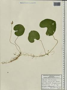 Фиалка лысая Ledeb., Восточная Европа, Московская область и Москва (E4a) (Россия)