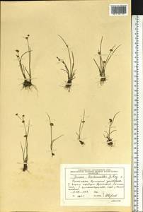 Juncus prismatocarpus subsp. leschenaultii (Gay ex Laharpe) Kirschner, Сибирь, Чукотка и Камчатка (S7) (Россия)