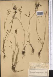 Ситник членистый L., Средняя Азия и Казахстан, Муюнкумы, Прибалхашье и Бетпак-Дала (M9) (Казахстан)