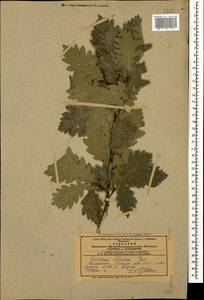 Quercus petraea subsp. polycarpa (Schur) Soó, Кавказ, Армения (K5) (Армения)