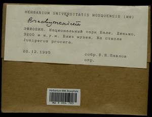 Brachythecium, Гербарий мохообразных, Мхи - Африка (BAf) (Эфиопия)