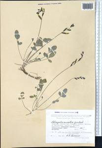 Astragalus auratus N.F.Gontscharow, Средняя Азия и Казахстан, Памир и Памиро-Алай (M2) (Киргизия)