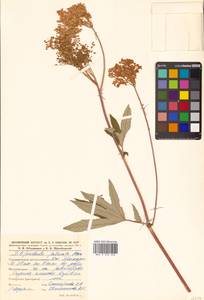 Filipendula digitata (Willd.) Bergmans, Сибирь, Дальний Восток (S6) (Россия)