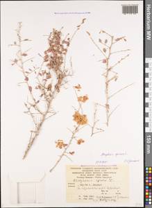 Курчавка шиповатая L., Кавказ, Армения (K5) (Армения)