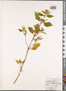 Пикульник красивый, Зябра Mill., Восточная Европа, Центральный район (E4) (Россия)