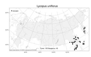 Lycopus uniflorus, Зюзник одноцветковый Michx., Атлас флоры России (FLORUS) (Россия)