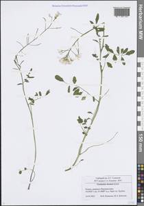 Cardamine pratensis subsp. dentata (Schult.) Čelak., Восточная Европа, Центральный район (E4) (Россия)