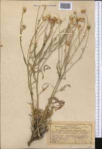 Наголоватка железистоплодная Schrenk, Средняя Азия и Казахстан, Муюнкумы, Прибалхашье и Бетпак-Дала (M9) (Казахстан)