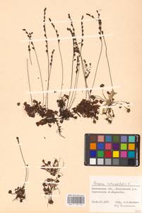 Росянка круглолистная L., Восточная Европа, Северо-Западный район (E2) (Россия)