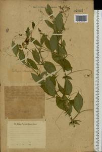 Чина круглолистная Willd., Восточная Европа, Восточный район (E10) (Россия)