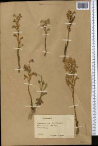 Заразиха, Средняя Азия и Казахстан, Копетдаг, Бадхыз, Малый и Большой Балхан (M1) (Туркмения)