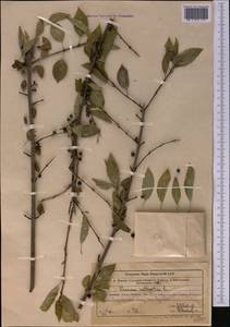 Жестер слабительный, Крушина слабительная L., Средняя Азия и Казахстан, Западный Тянь-Шань и Каратау (M3) (Узбекистан)