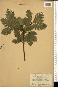 Quercus petraea subsp. polycarpa (Schur) Soó, Кавказ, Ставропольский край, Карачаево-Черкесия, Кабардино-Балкария (K1b) (Россия)