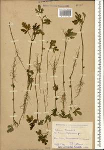 Trionum annuum Medik., Кавказ, Дагестан (K2) (Россия)