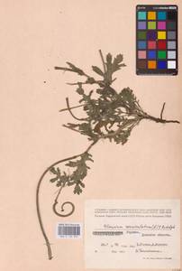 Мачок рогатый (L.) Rudolph, Восточная Европа, Южно-Украинский район (E12) (Украина)