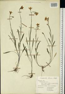 Колокольчик алтайский Ledeb., Восточная Европа, Центральный лесостепной район (E6) (Россия)