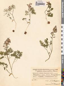 Хохлатка дымянколистная Maxim., Сибирь, Дальний Восток (S6) (Россия)