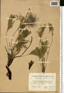 Прострел луговой (L.) Mill., Восточная Европа, Северо-Украинский район (E11) (Украина)