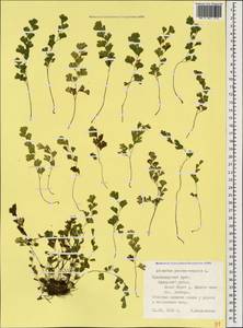 Адиантум венерин волос L., Кавказ, Черноморское побережье (от Новороссийска до Адлера) (K3) (Россия)