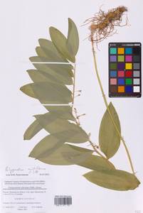 Купена многоцветковая (L.) All., Восточная Европа, Московская область и Москва (E4a) (Россия)