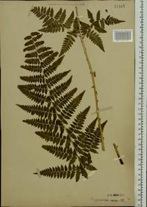 Щитовник картузианский, Щитовник шартрский (Vill.) H.P.Fuchs, Восточная Европа, Московская область и Москва (E4a) (Россия)