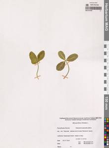 Вахта трехлистная L., Сибирь, Якутия (S5) (Россия)
