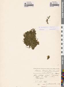 MAG0003095, MAG0003096, Ряска турионообразующая Landolt, Сибирь, Чукотка и Камчатка (S7) (Россия)