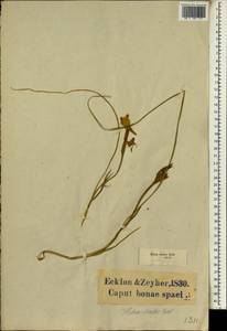 Gladiolus virescens Thunb., Африка (AFR) (ЮАР)