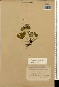 Земляника лесная L., Кавказ, Азербайджан (K6) (Азербайджан)