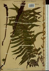 Страусник обыкновенный (L.) Tod., Сибирь, Западный (Казахстанский) Алтай (S2a) (Казахстан)