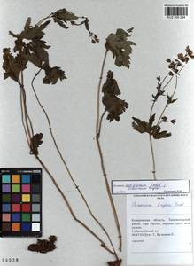 KUZ 000 284, Герань белоцветковая Ledeb., Сибирь, Алтай и Саяны (S2) (Россия)